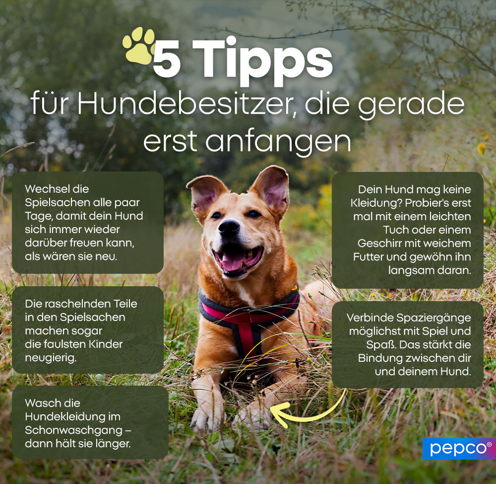 5 Tipps für Hundebesitzer, die gerade erst anfangen: 